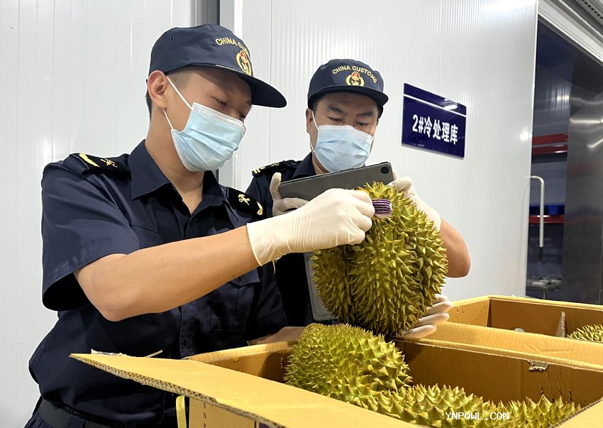 榴蓮熱度不斷走高中老鐵路運輸榴蓮人們消費需求增長