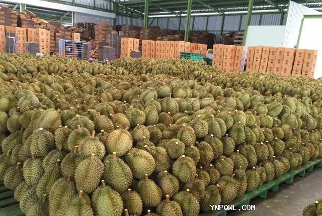 泰國(guó)榴蓮對(duì)我國(guó)的出口量預(yù)計(jì)將增長(zhǎng)12%加劇了市場(chǎng)競(jìng)爭(zhēng)